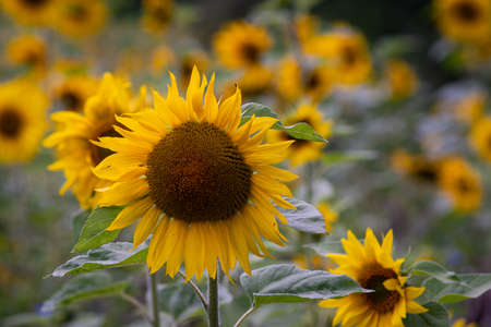 Beautiful sunflower field with bright colors and a beautiful bokeh effect