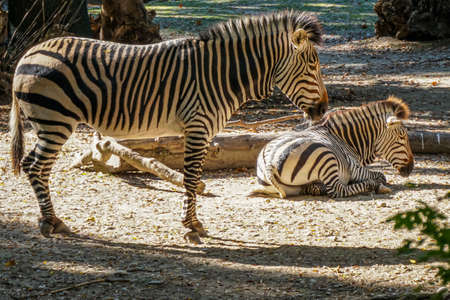 Many beautiful wild animals in the Munich Zooの写真素材
