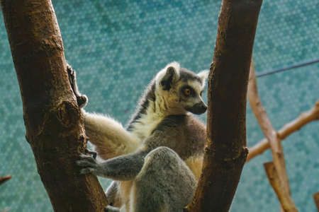 Many beautiful wild animals in the Munich Zoo