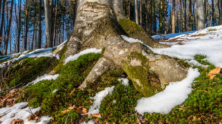 Impressions from a beautiful snowy winter wonderland forest with sun rays
