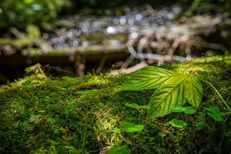 leaves of maple leaf, abstract green texture, nature dark tone background, tropical leafの写真素材