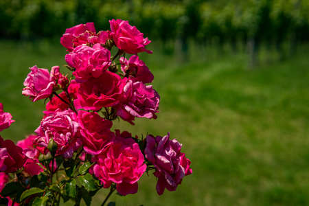 Beautiful roses in a garden on Lake Constance with insectsの写真素材