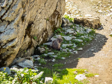 Fantastic panoramic hike from the Nebelhorn along the Laufbacher Eck via Schneck, Hofats and Oytalの写真素材