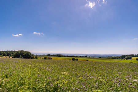 Along the panorama path in Heiligenberg at the beautiful Lake Constanceの写真素材