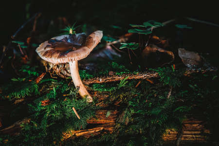 Pluteus is a large genus of fungi with over 300 species. They are wood rotting saprobes with pink spore prints and gills that are free from the stem.の写真素材