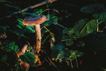 Pluteus is a large genus of fungi with over 300 species. They are wood rotting saprobes with pink spore prints and gills that are free from the stem.の写真素材