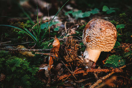 The blusher is the common name for several closely related species of the genus Amanita rubescens and novinupta.の写真素材