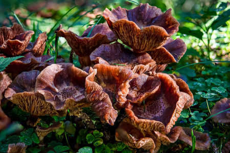 Armillaria ostoyae or solidipes is a species of plant-pathogenic fungus mushroom in the family Physalacriaceaeの写真素材