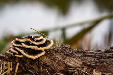 Trametes versicolor, also known as Coriolus versicolor and Polyporus versicolor, is a common...