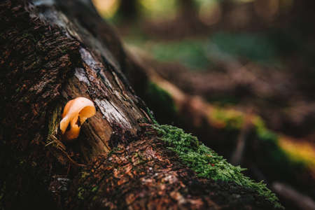 Xeromphalina campanella is a species of mushroom. The common names of the species include the golden trumpet and the bell Omphalina.の写真素材