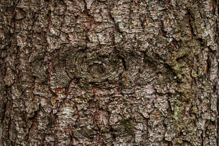 spruce fir bark softwood tree texture background in mixed forest