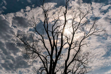 beautiful treetop of a birch in the nature reserve with blue sky in the background in upper swabia...