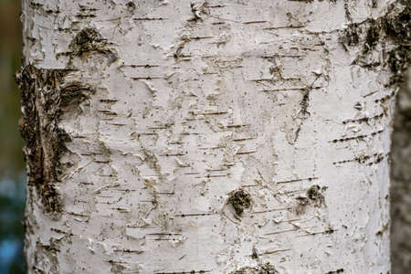 Birch hardwood tree texture background in mixed forest in upper swabia germany