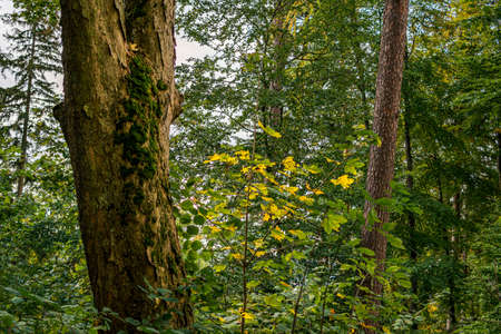 beautiful autumn hike in the colorful forest near wilhelmsdorf near ravensburg in upper swabia...