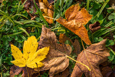beautiful autumn hike in the colorful forest near wilhelmsdorf near ravensburg in upper swabia...
