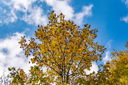 beautiful autumn hike in the colorful forest near wilhelmsdorf near ravensburg in upper swabia...