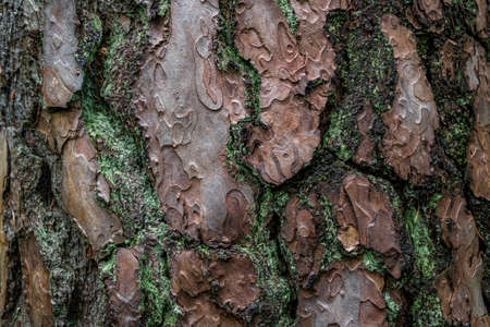 pine softwood tree texture background in mixed forest in upper swabia germany