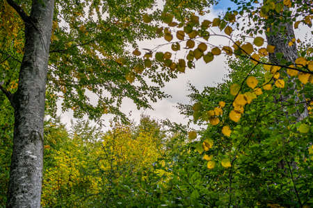 beautiful autumn hike in the colorful forest near wilhelmsdorf near ravensburg in upper swabia...
