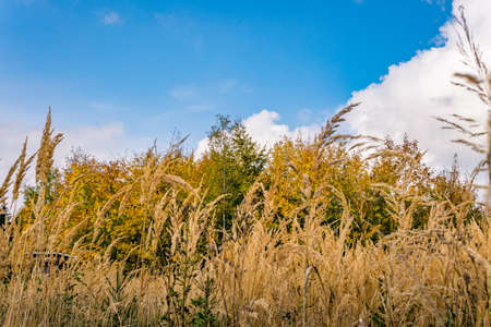 beautiful autumn hike in the colorful forest near wilhelmsdorf near ravensburg in upper swabia germanyの写真素材
