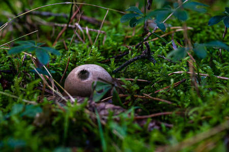 Apioperdon pyriforme commonly known as the pear-shaped puffball or stump puffball, is a saprobic...