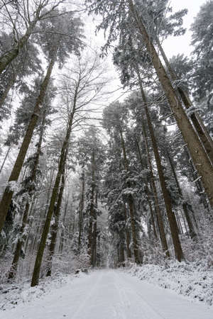 Winter hike in snow from Wilhelmsdorf on the Hoechsten near Illmensee on Lake Constanceの写真素材