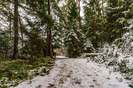 Winter hike through the Pfrunger Ried to the Bannwald Tower near Ostrach in Upper Swabiaの写真素材