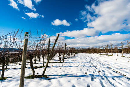 Beautiful winter hiking path near the resort Bermatingen at Lake Constanceの写真素材