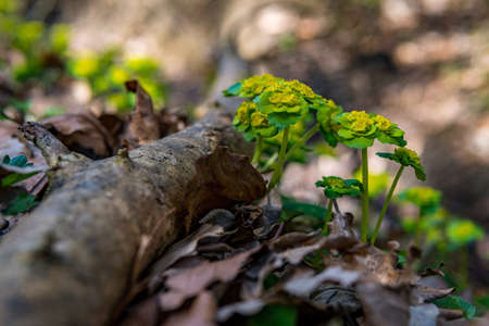 Close-up of a young plant, a young tree in the spring forest in Upper Swabia