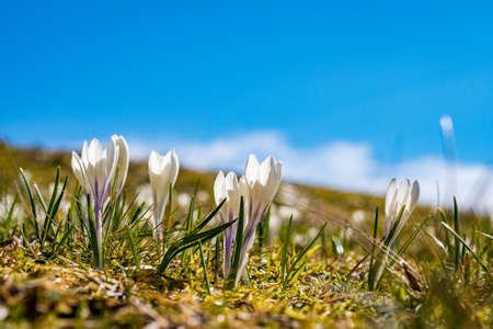 Many beautiful crocuses in the AllgÃ¤u Alps in spring at the Nagelfluhkette
