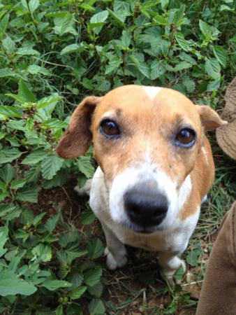 Jack Russelの素材