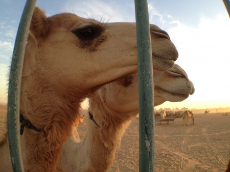 Camels taken in Dubai. の素材