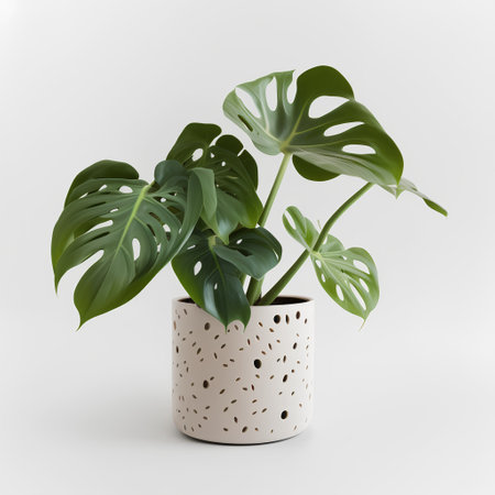 Realistic 3D Render of Monstera Deliciosa in Potの素材