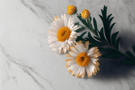 White daisies on white marble background. Flat lay, top viewの素材