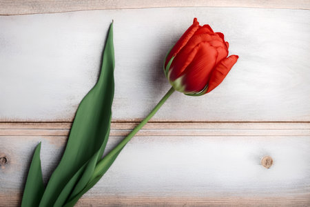 Red tulip on wooden background. Top view with copy space.の素材