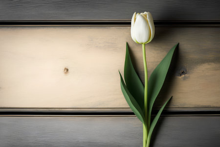 White tulip on a wooden background. Flat lay, top view.の素材