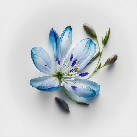 Beautiful blue spring flowers on white background. Flat lay, top viewの素材