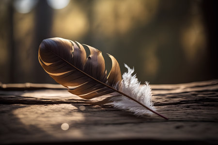 feather of a bird on a wooden table in the autumn forestの素材