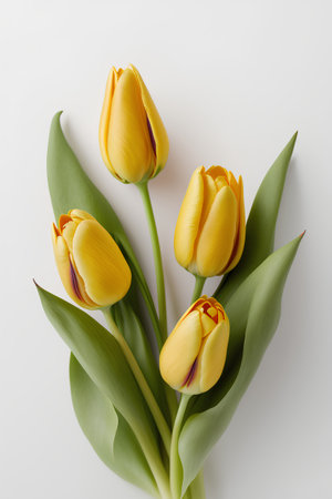 Bouquet of yellow tulips on white background. Flat lay, top viewの素材