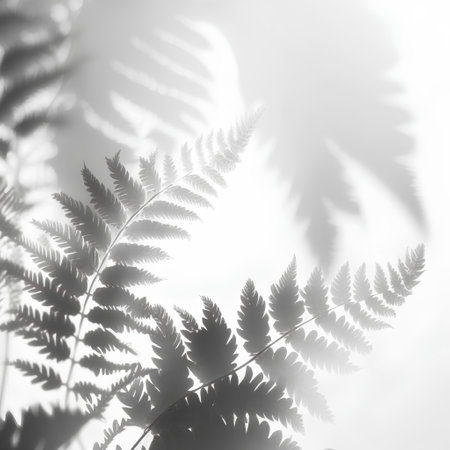 Black and white photo of fern leaves on a white background.の素材