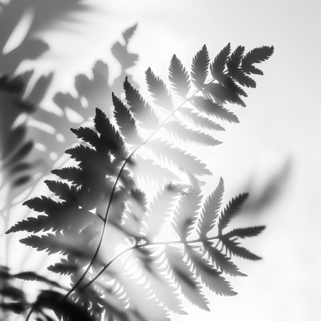 silhouette of fern leaves on white background, black and whiteの素材