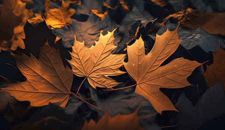 Autumn leaves background. Yellow maple leaves in the forest at sunset.の素材