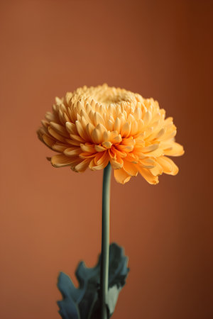 Beautiful yellow chrysanthemum flower on a brown backgroundの素材