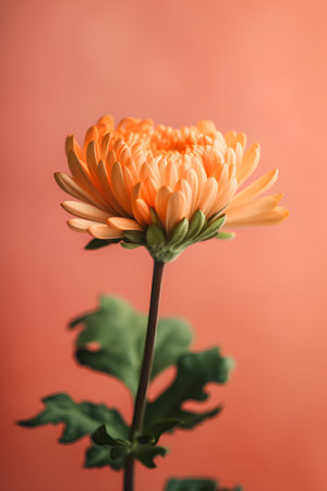 Orange chrysanthemum flower on a pink background close upの素材