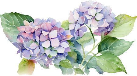 Beautiful vector image with nice watercolor hydrangea flowersの素材