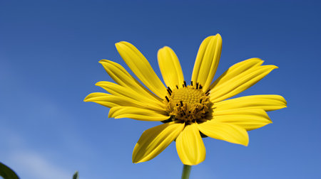 Yellow flower on the blue sky background. Close-up image.の素材