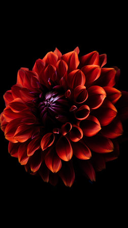 Beautiful red dahlia flower on black background. Close up.の素材