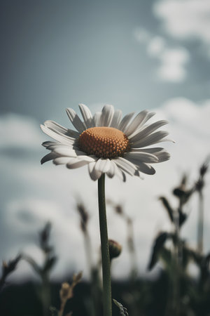chamomile flowers in the field with filter effect retro vintage styleの素材