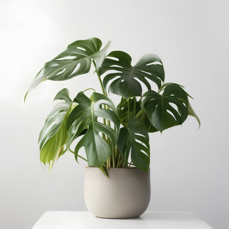 Monstera plant in a pot on a white table against a gray backgroundの素材