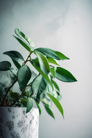 Ficus in a pot on a gray background. Selective focus.の素材