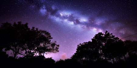 Milky Way over Pine Trees in the Forest. Night Sky.の素材